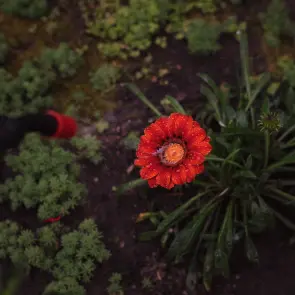 Обприскувач пневматичний 8л FLORA №8
